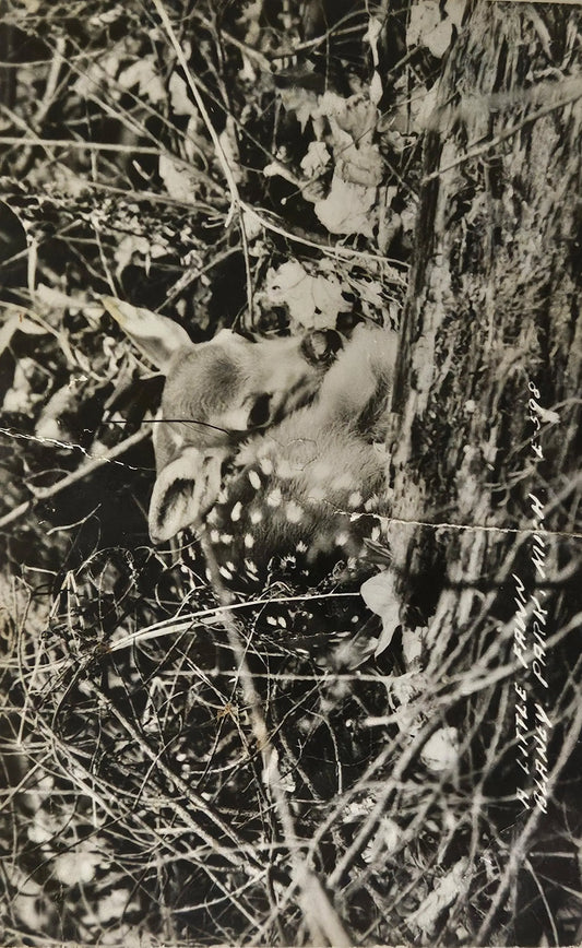 RPPC Little Fawn hiding in Foliage - Manistique, Michigan -Vintage Wildlife Postcard