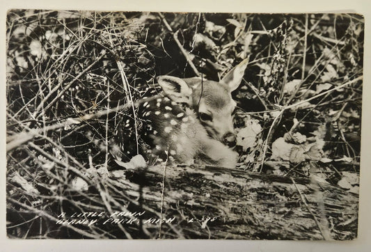 RPPC Little Fawn hiding in Foliage - Manistique, Michigan -Vintage Wildlife Postcard