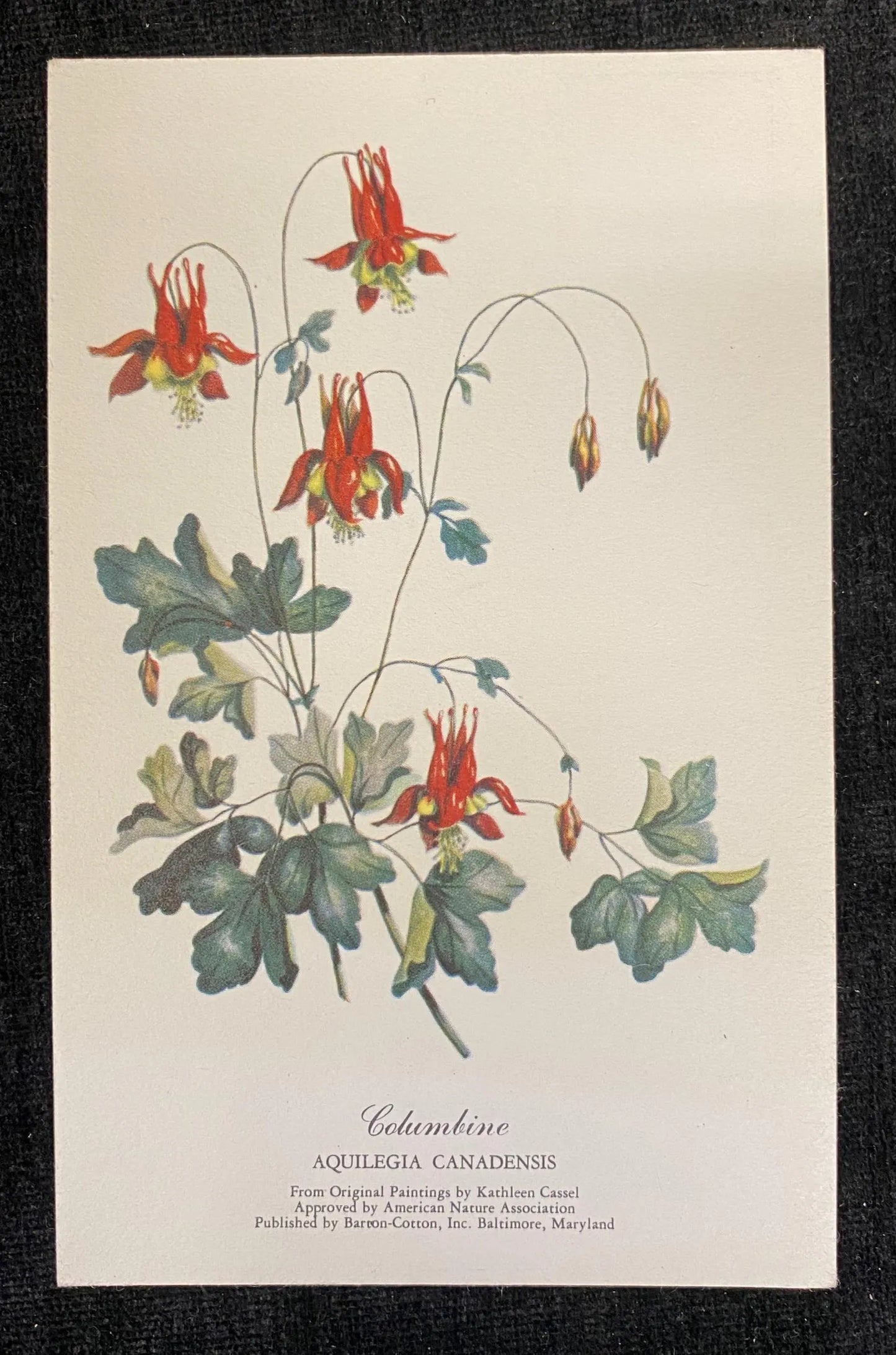 Columbine, Aquilegia Canadensis - Vintage Botanical Art Postcard - Wildflower Art - original painting by Kathleen Cassel