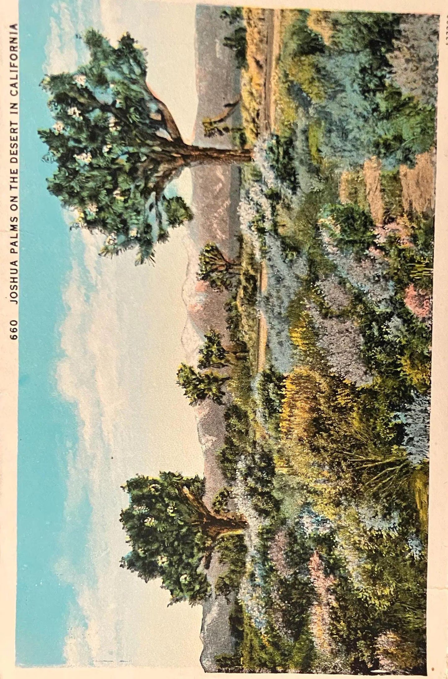 Joshua Palms on the Desert in California - Vintage Desert Postcard - Arid Desert Scene