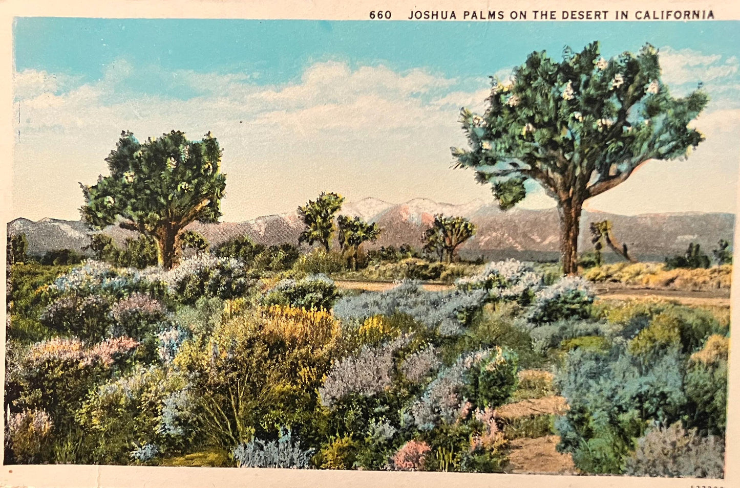 Joshua Palms on the Desert in California - Vintage Desert Postcard - Arid Desert Scene
