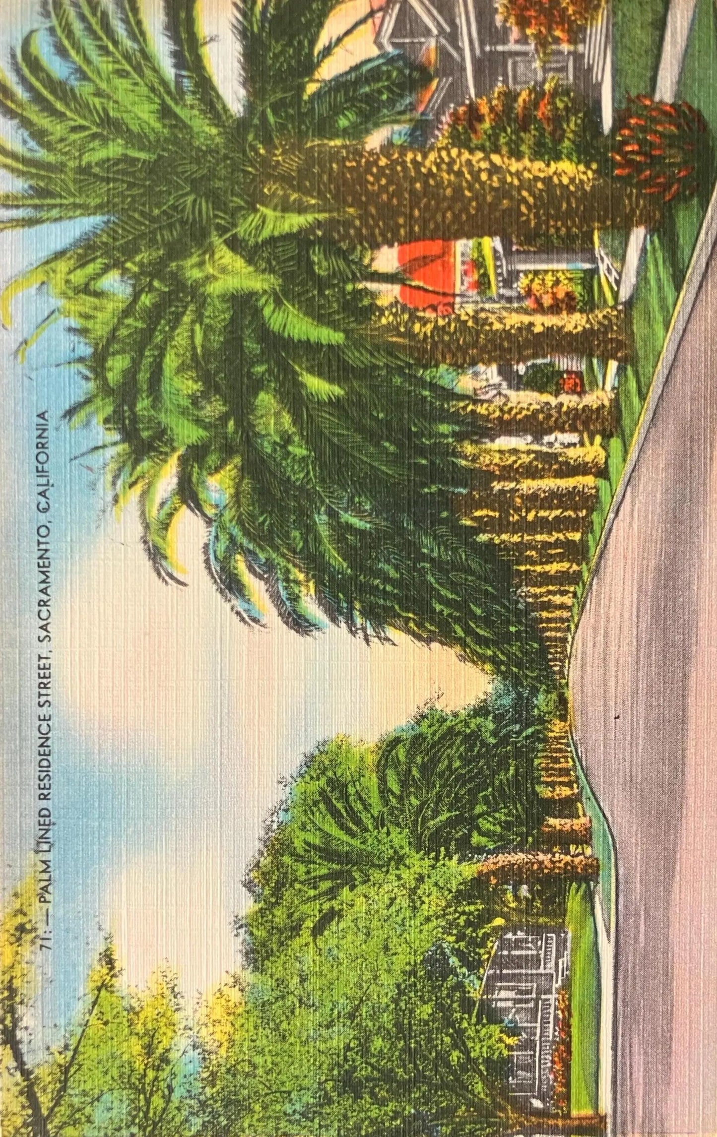 Palm Lined Residence Street, Sacramento, California - Vintage Postcard