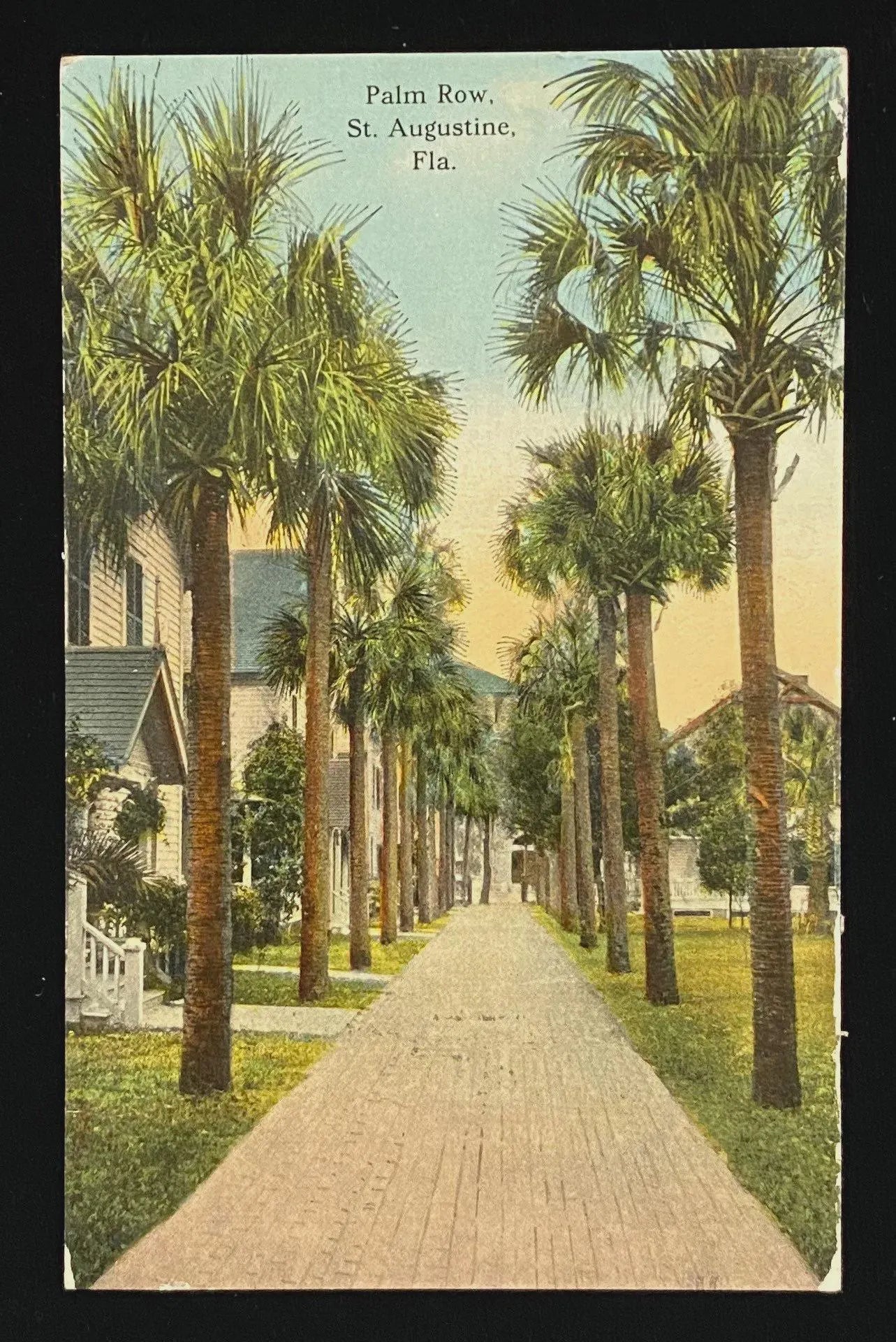 Palm Row, St. Augustine, Florida - Vintage Postcard