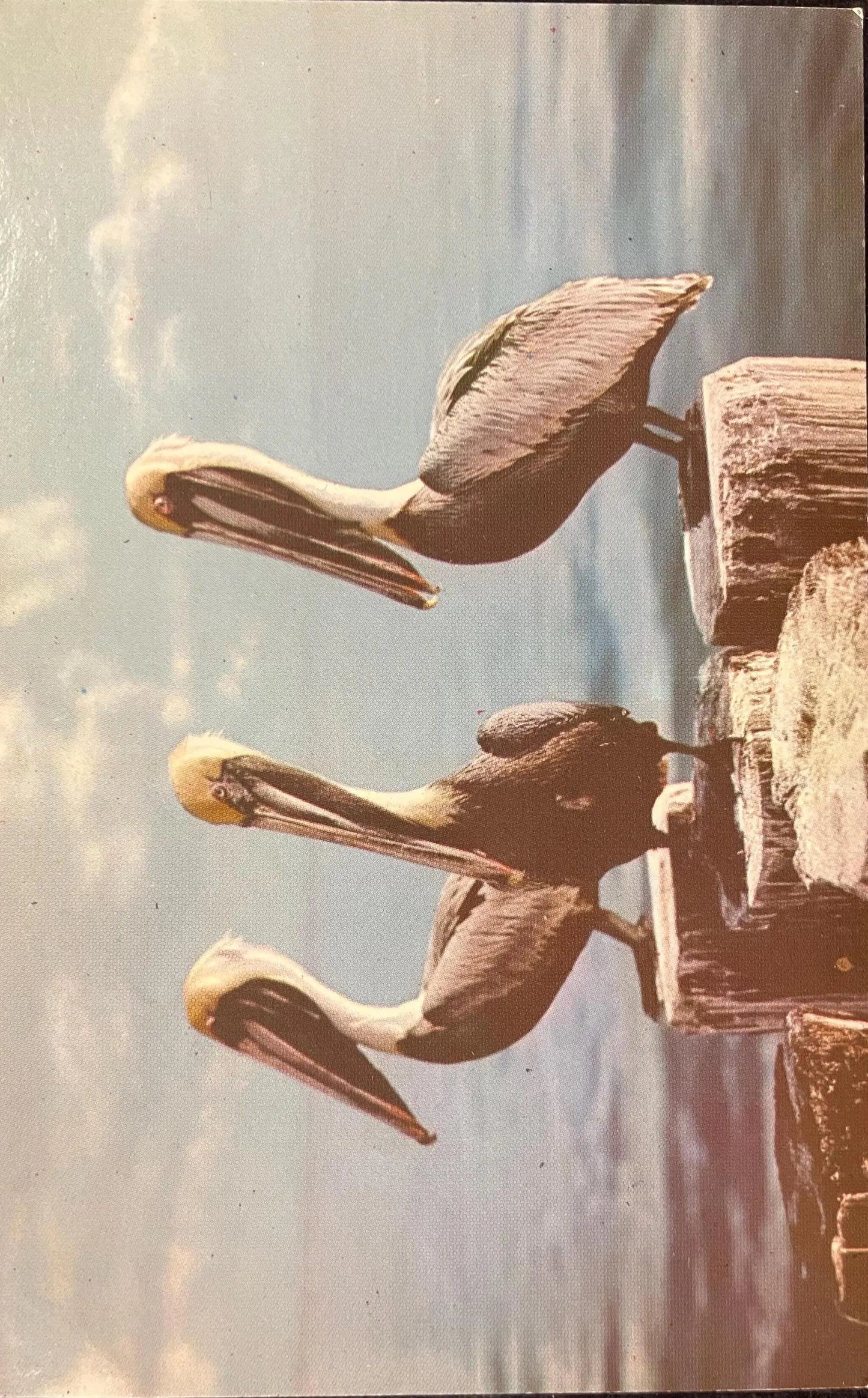 Pelicans at Everglades National Park, Florida - Vintage National Park Postcard