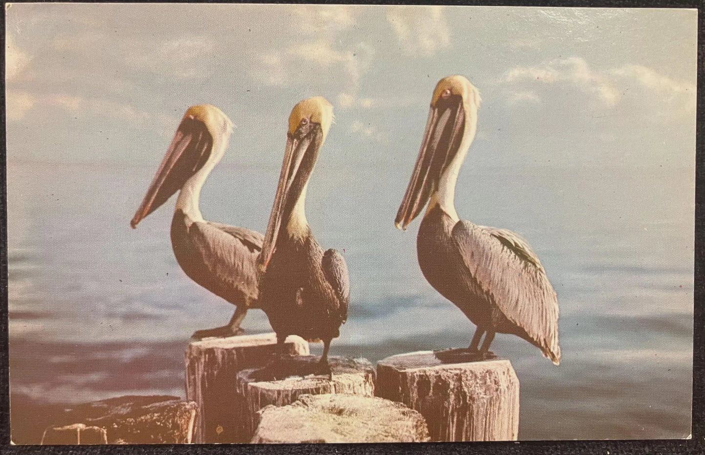 Pelicans at Everglades National Park, Florida - Vintage National Park Postcard