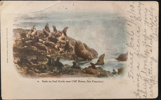 Seal on Seal Rocks near Cliff House- San Francisco, California - Photo: Edward H. Mitchell - Vintage 1903 backside address only Postcard