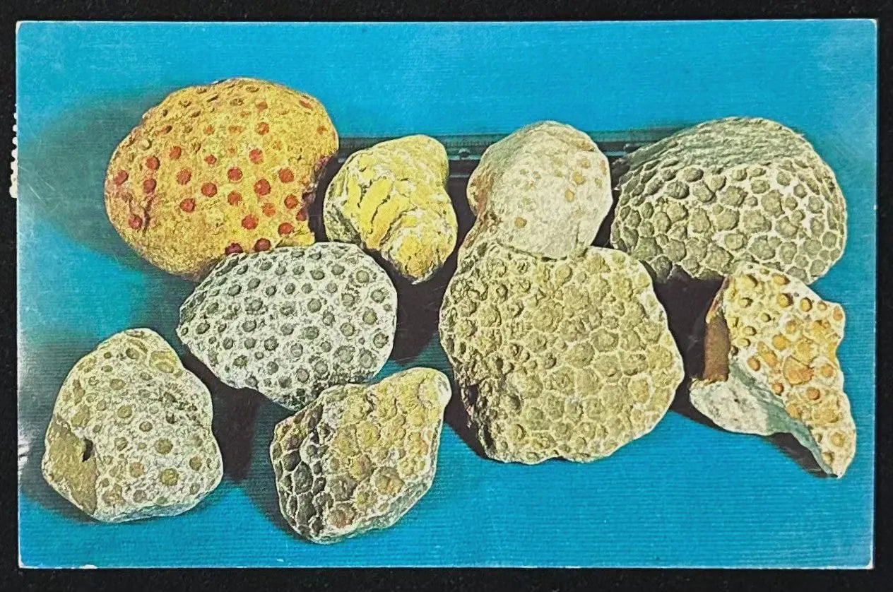 Petoskey Stones - Michigan Vintage Postcard