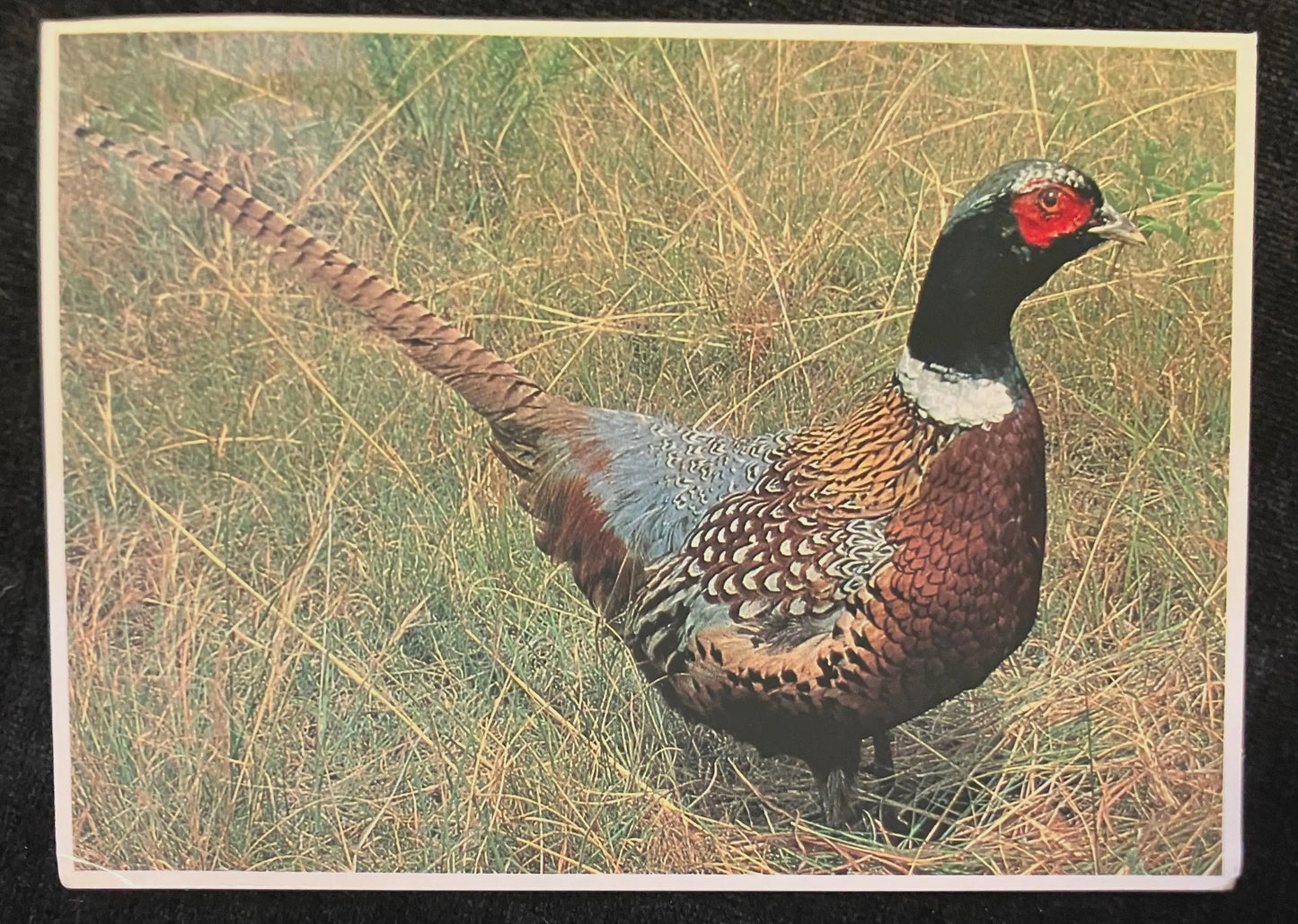 Pheasant - South Dakota - Vintage Postcard