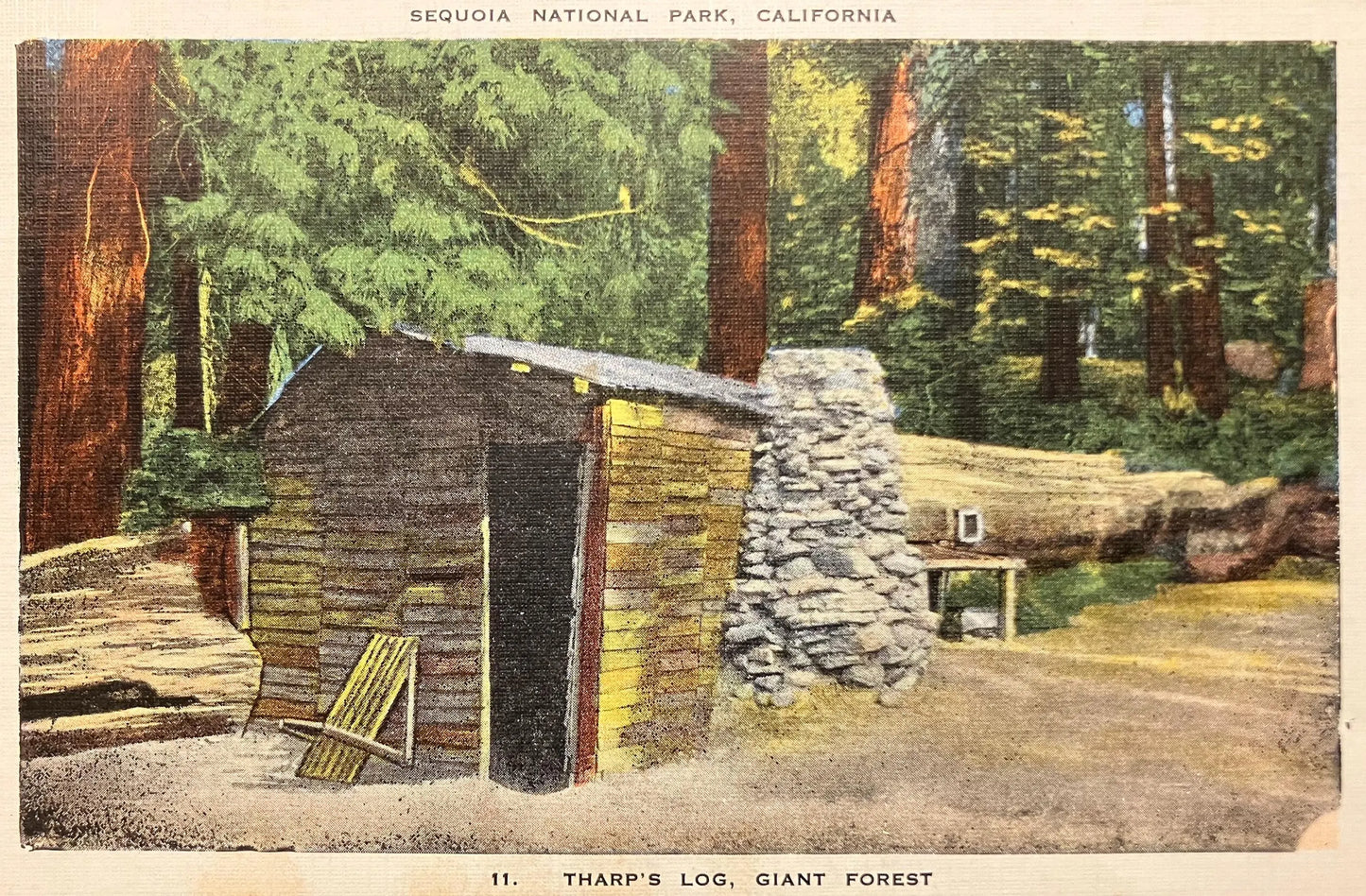 Tharp’s Log, Giant Forest - Sequoia National Park, California - Vintage 1951 Postcard - Tharp was friend of John Muir