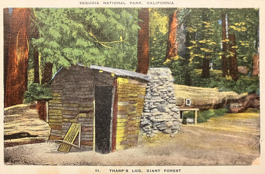 Tharp’s Log, Giant Forest - Sequoia National Park, California - Vintage 1951 Postcard - Tharp was friend of John Muir