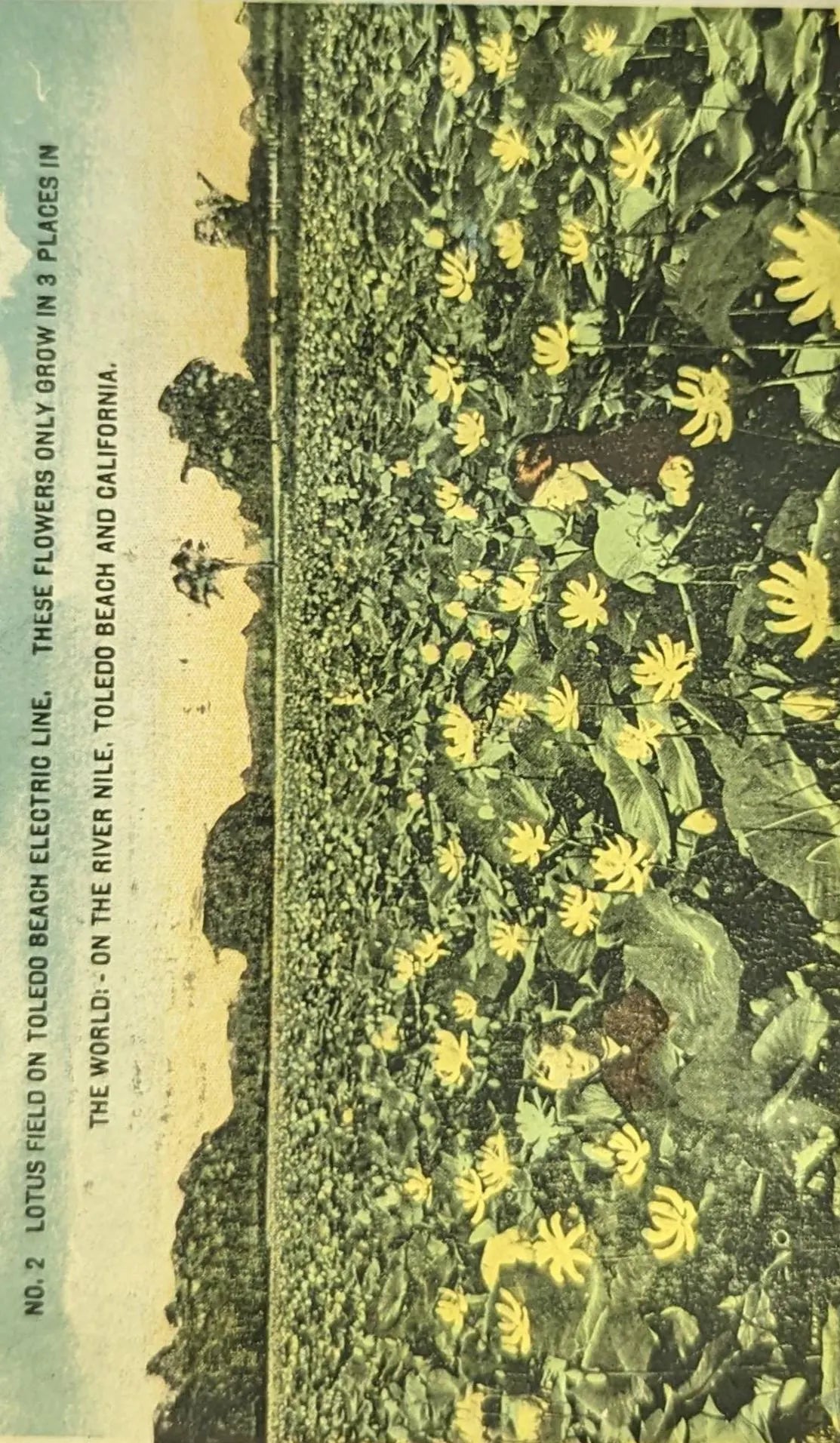 Lotus Field on Toledo Beach Electric Line, Ohio - Vintage Ohio Postcard -Filds of Lotus Flowers