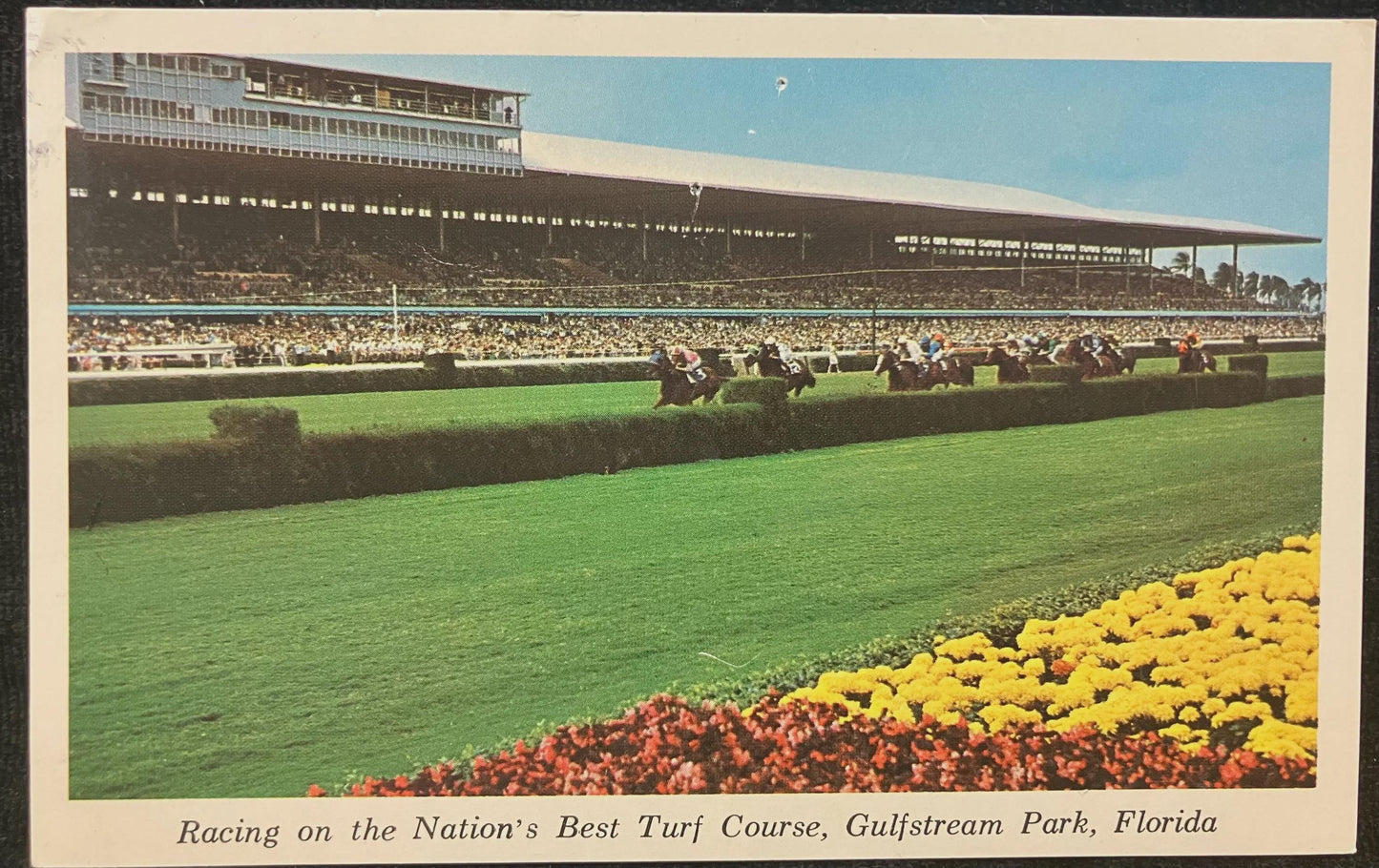 Racing the Nation’s Best Turf Course, Gulfstream Park, Florida - Vintage Racehorse Postcard