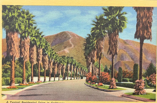 Alley of palm trees with mountains in the background