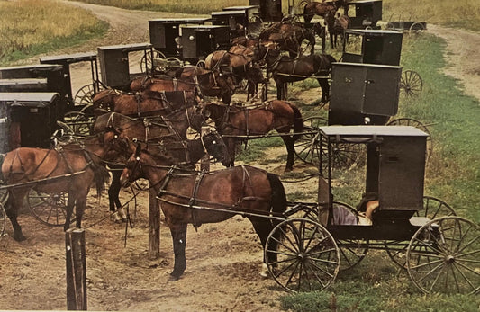 Amish Rigs on Market Day - Photo by John Penrod - Vintage Postcard