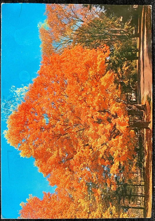 Autumn Foliage, Michigan - Photo: Frank L. Forward - Vintage Postcard
