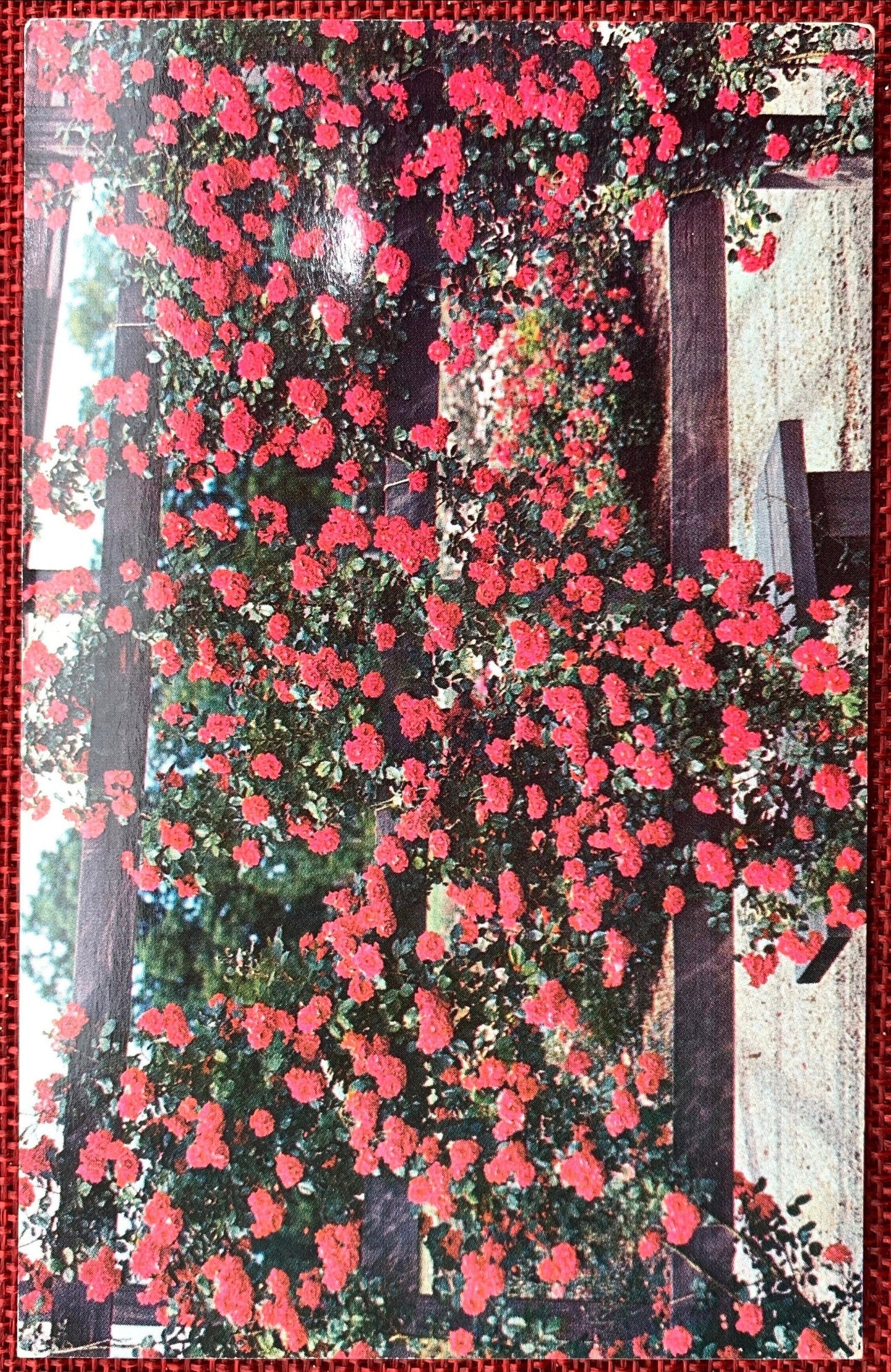Park of Roses Rose Garden, Columbus, Ohio Vintage Postcard