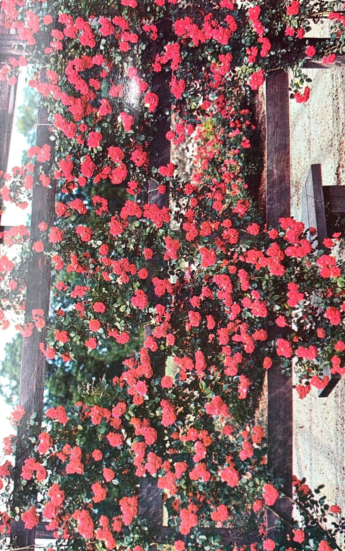 Park of Roses Rose Garden, Columbus, Ohio Vintage Postcard