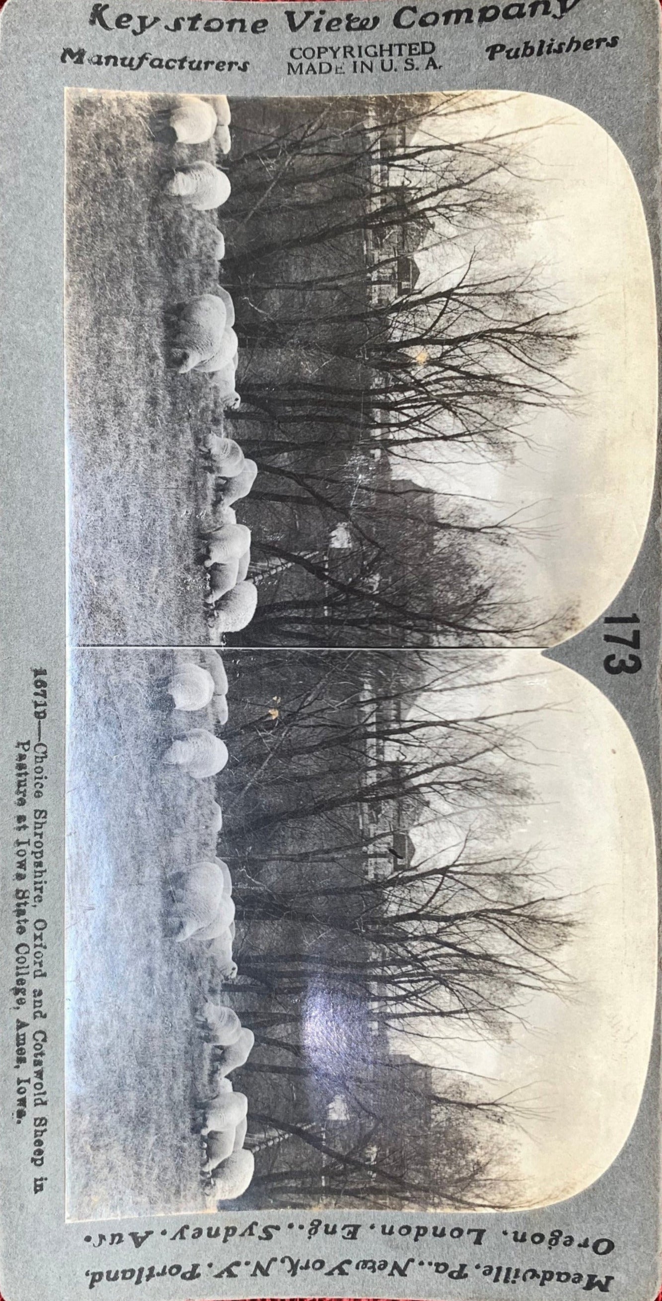 Sheep in Pasture at Iowa State University - Ames, Iowa - Vintage Stereoview Card - Keystone View Company - 1920s
