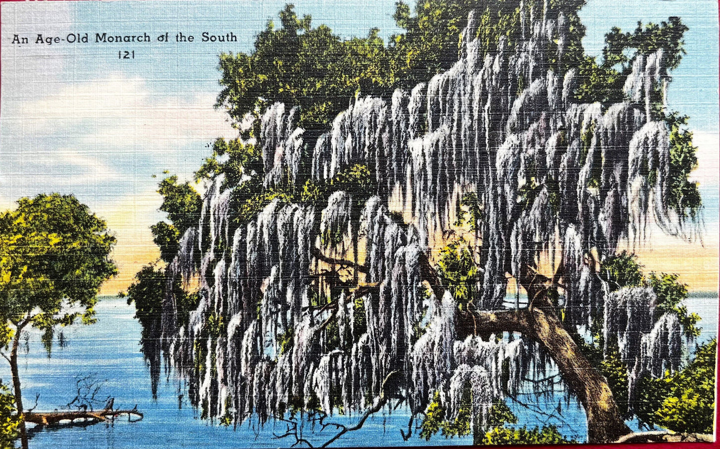 An Age-Old Monarch of the South 121, Bradenton, Florida - Linen Postcard