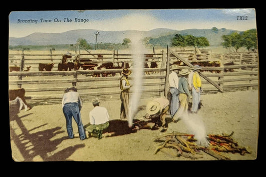 Branding Time on the Range in New Mexico - Vintage Texas Postcard