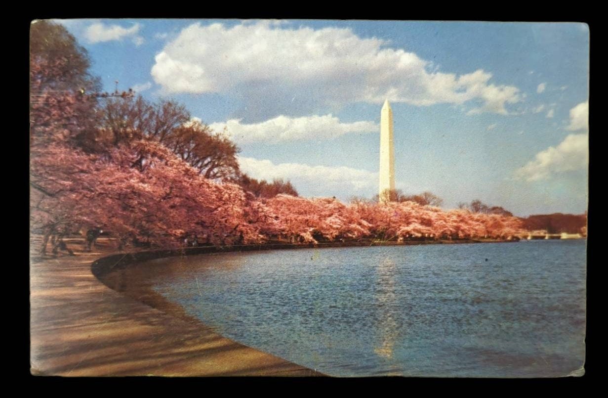 Washington Monument, Washington D.C. - Vintage 1950s Postcard