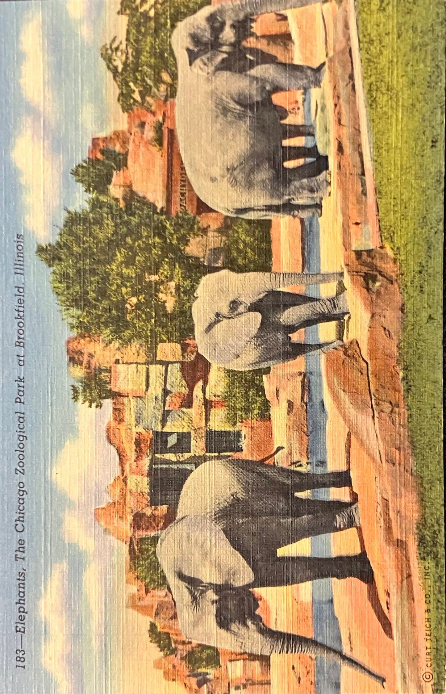 Elephants, The Chicago Zoological Park at Brookfield, Illinois - Vintage Postcard