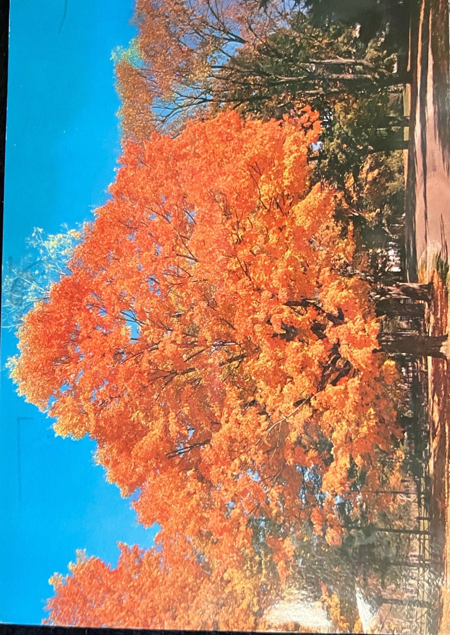 Vermont Autumn Foliage - Vintage Postcard - Frank L. Forward Photo