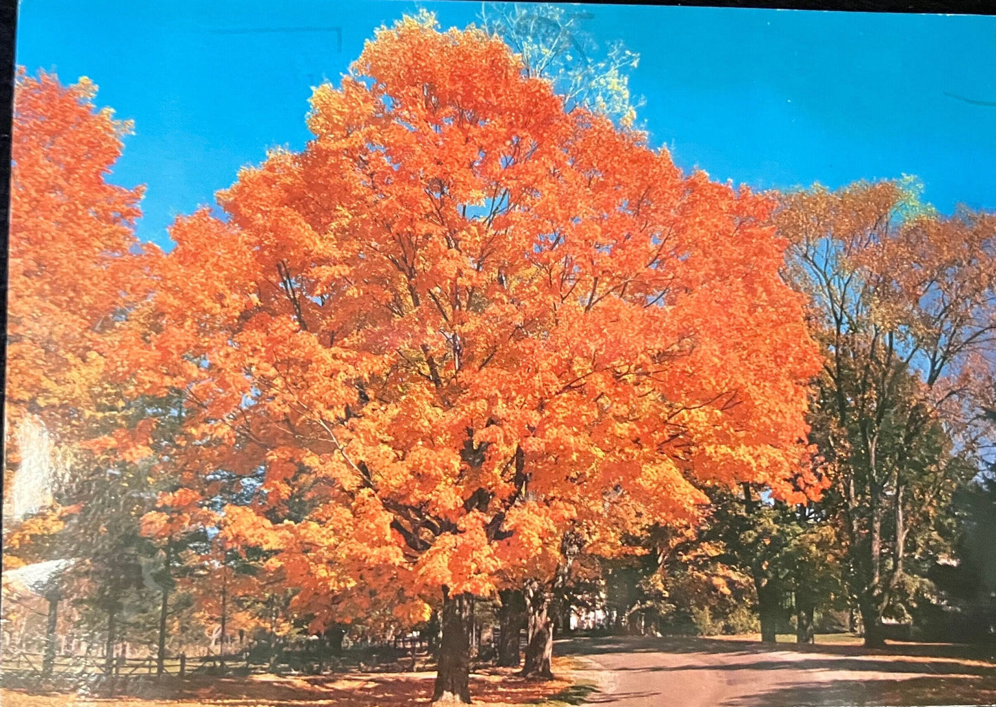 Vermont Autumn Foliage - Vintage Postcard - Frank L. Forward Photo