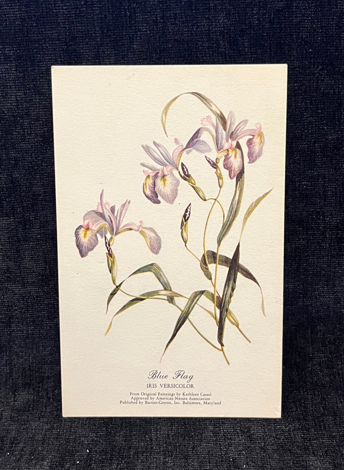 Wild Lupine, Wild Rose, and Blue Flag Betty Cares Drawings- Water colored by Kathleen Cassel - Flower Postcards - Set of 3