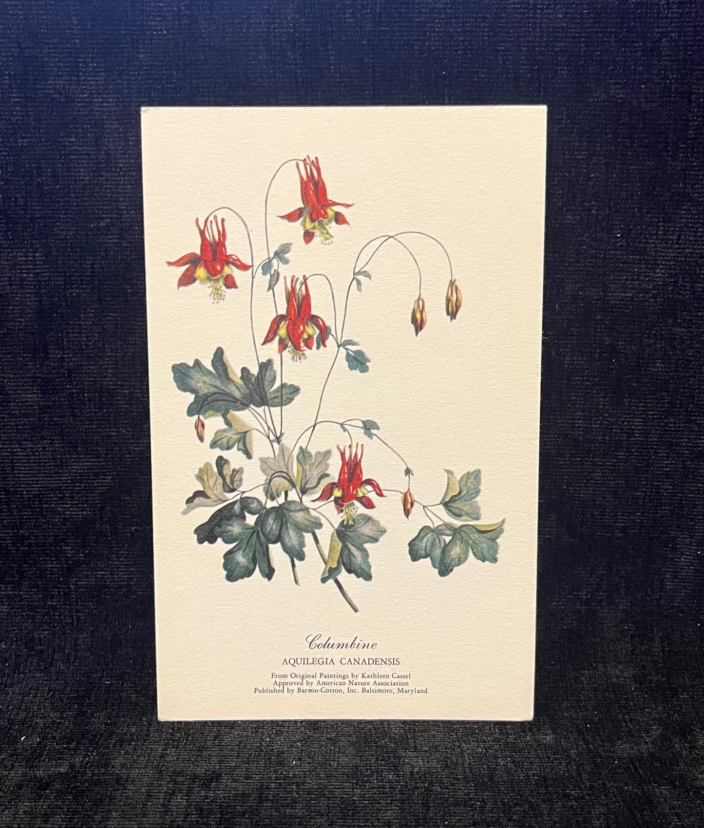 Blue Flag and Columbine - 2 Flower Postcards - sold as a set