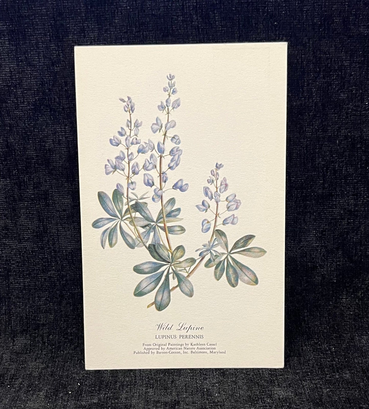 Wild Lupine, Wild Rose, and Blue Flag Betty Cares Drawings- Water colored by Kathleen Cassel - Flower Postcards - Set of 3