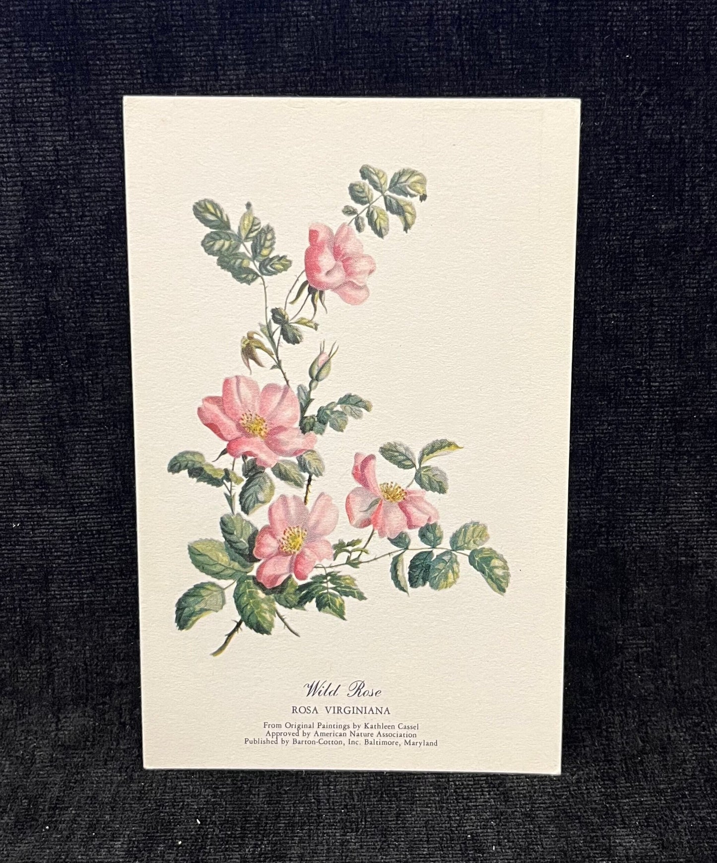 Wild Lupine, Wild Rose, and Blue Flag Betty Cares Drawings- Water colored by Kathleen Cassel - Flower Postcards - Set of 3