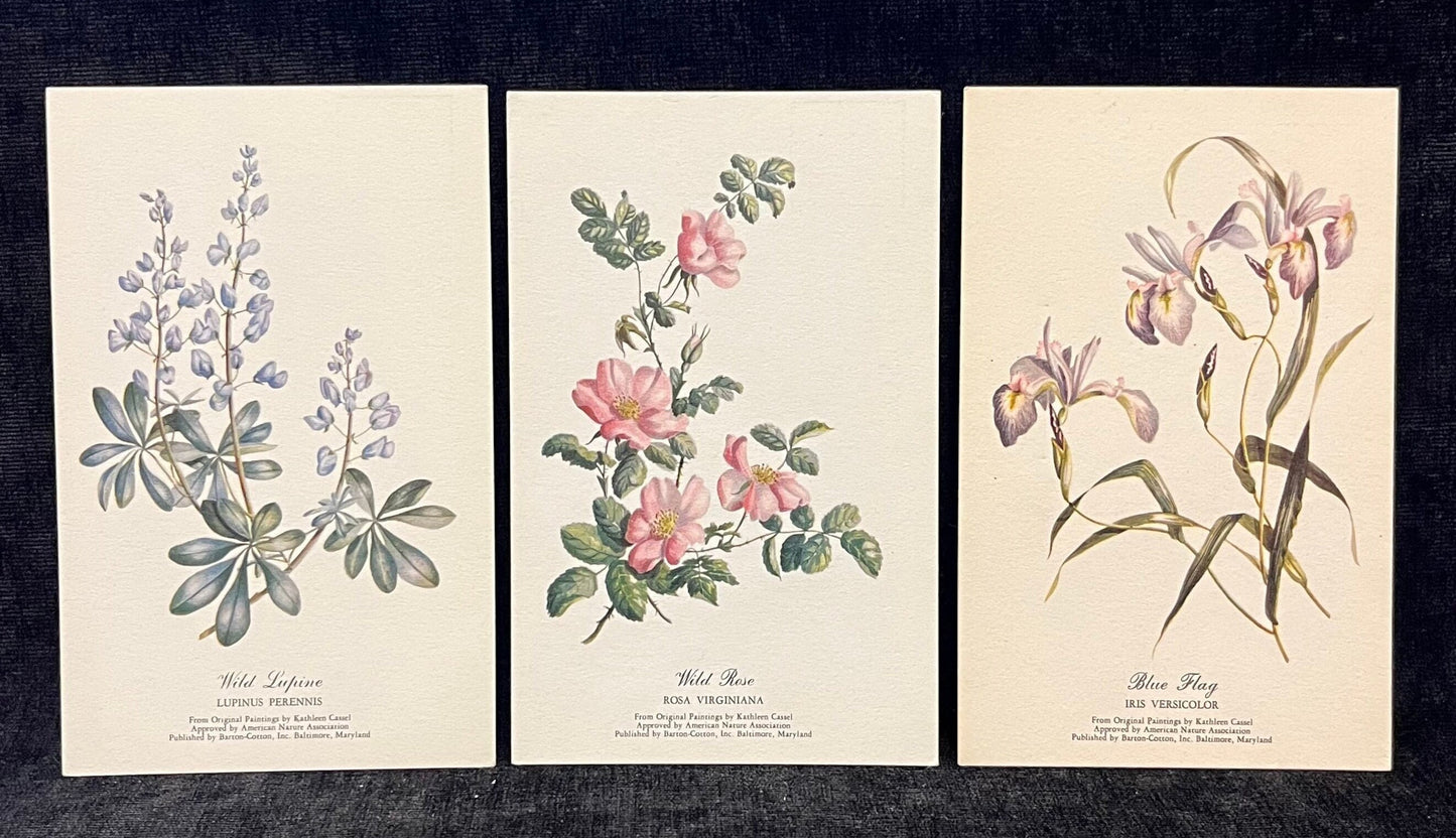 Wild Lupine, Wild Rose, and Blue Flag Betty Cares Drawings- Water colored by Kathleen Cassel - Flower Postcards - Set of 3
