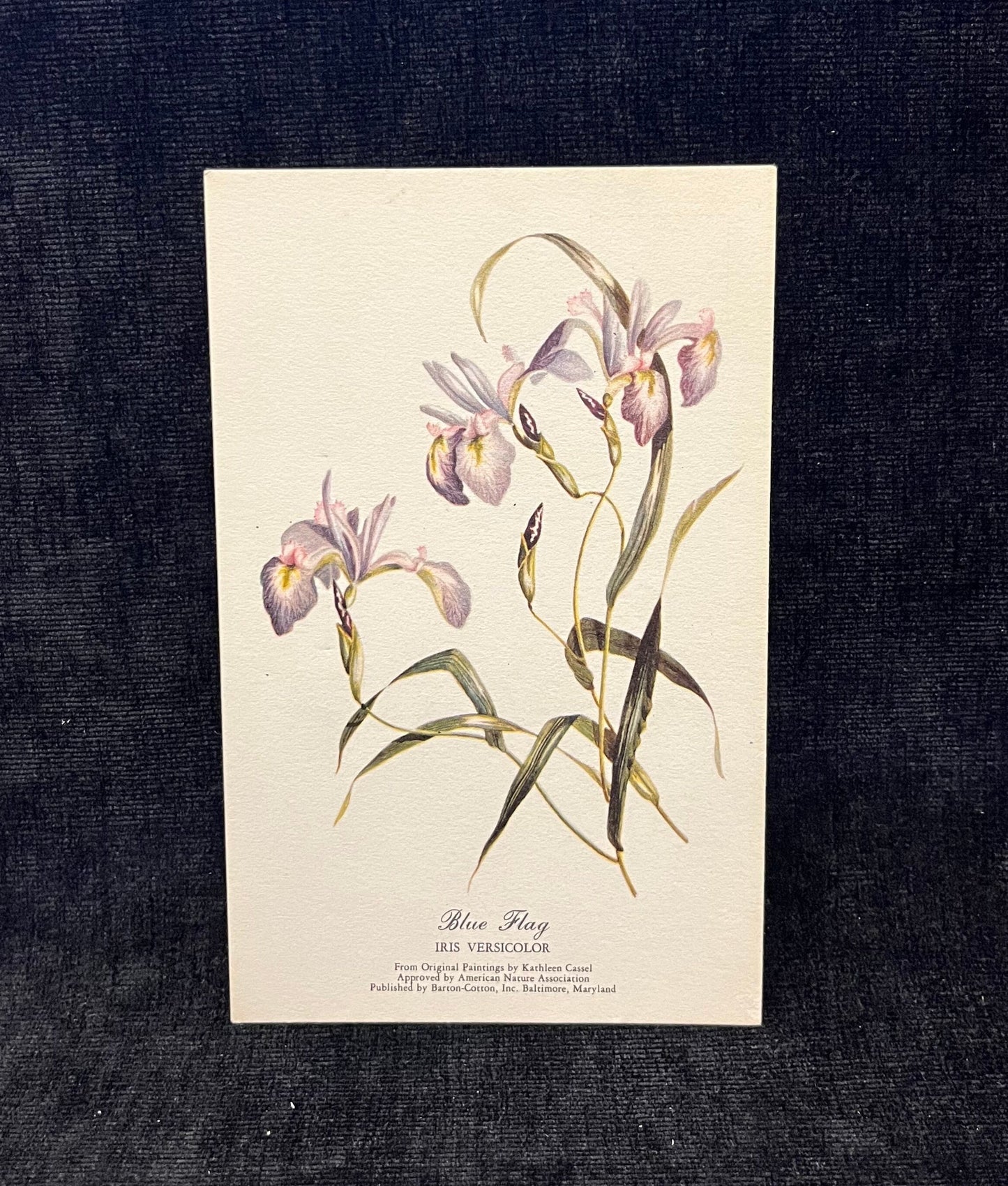 Blue Flag and Columbine - 2 Flower Postcards - sold as a set