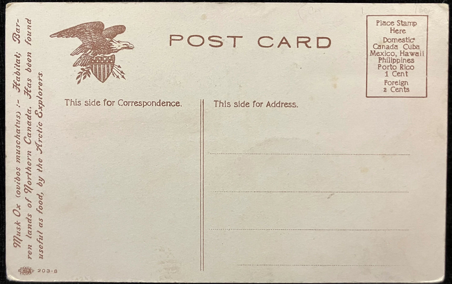 Musk Ox in Northern Canada - Vintage Postcard