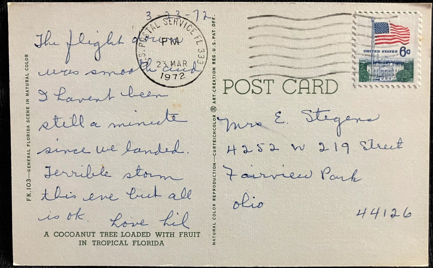 Coconut Tree Loaded with Fruit - Florida - Vintage Tropical Postcard
