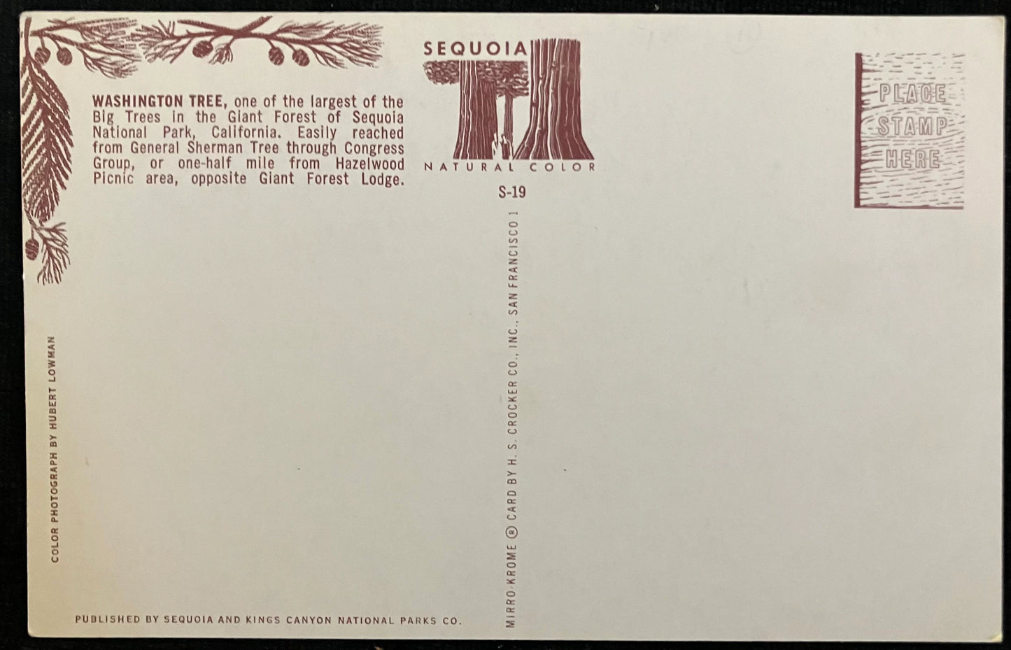 Washington Tree in the Giant Forest of Sequoia National Park, California - Vintage National Park Postcard