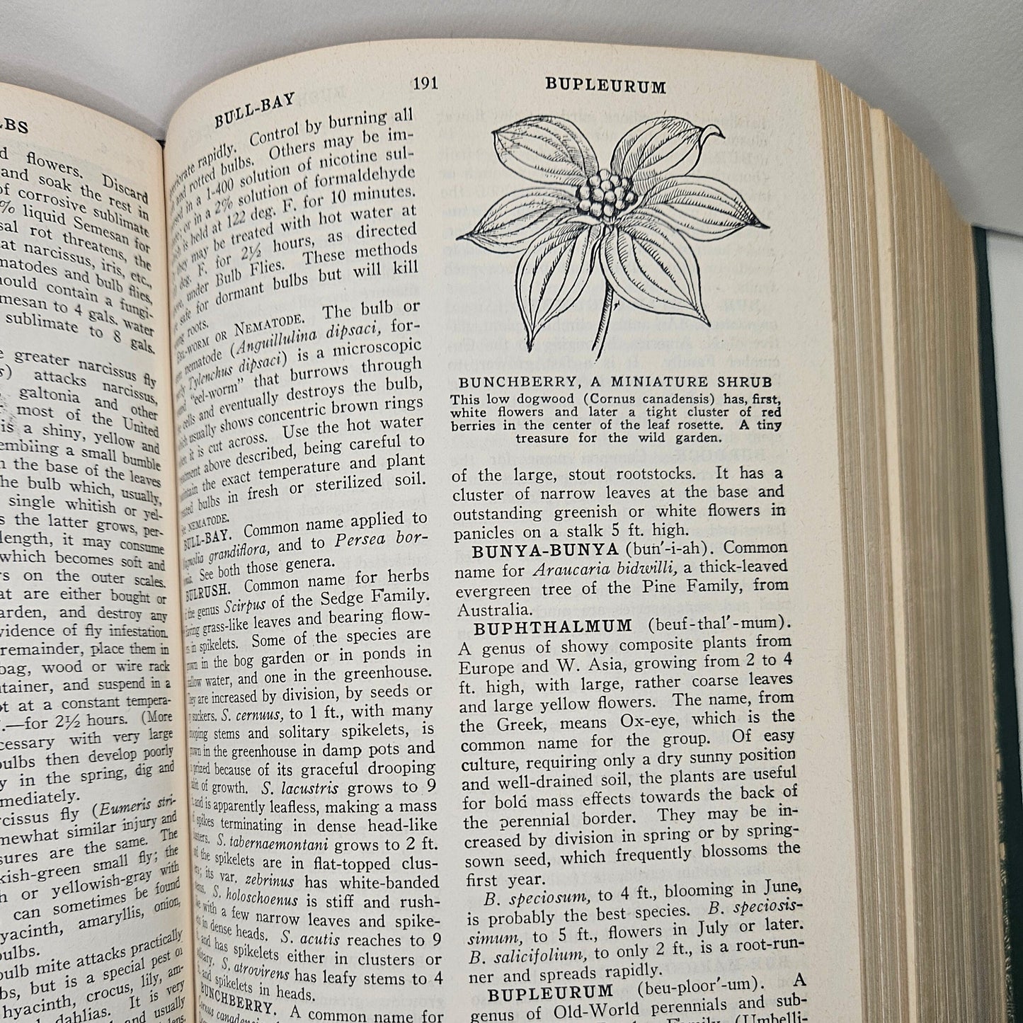 The Wise Garden Encyclopedia 1951 - by E.D.L. Seymour, BSA - Plant Identification, Botanical Drawings, Definitions, Gardening tips, Photos