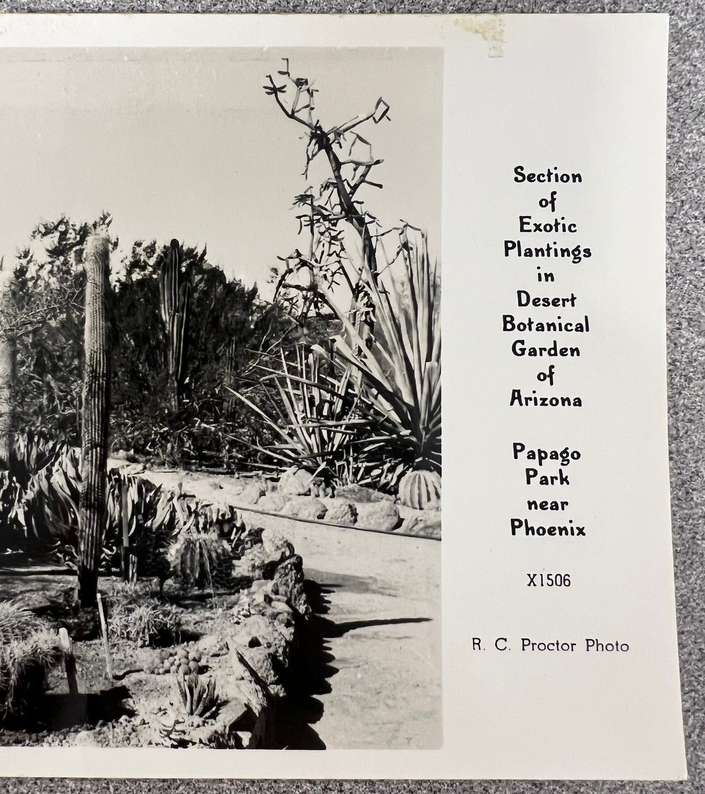 Section of Exotic Plantings - Desert Botanical Garden of Arizona - Papago Park - Phoenix - R. C. Proctor Photo