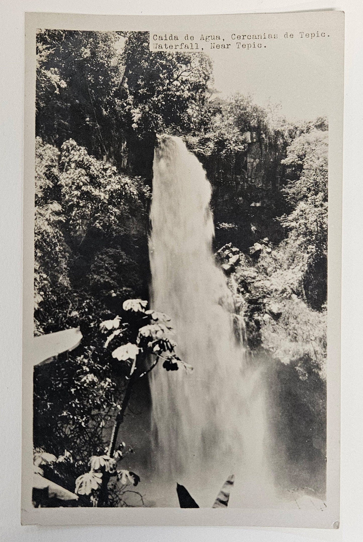 RPPC - January, 1925 - Tepic Mexico Caida De Agua Waterfall Rainforest - Real Photo Postcard - Black&white Photo of Tepic Mexico Rainforest.