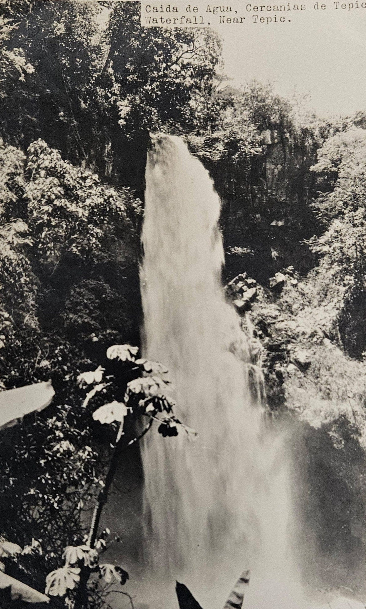 RPPC - January, 1925 - Tepic Mexico Caida De Agua Waterfall Rainforest - Real Photo Postcard - Black&white Photo of Tepic Mexico Rainforest.