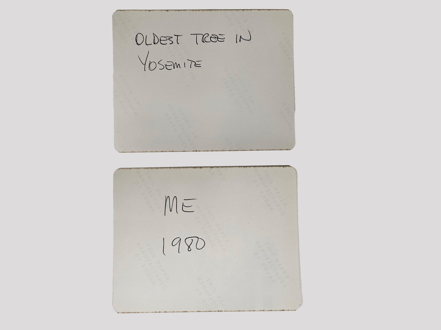Two 1980s Photos Of Oldest Tree In Yosemite National Park - Family Trip - Sold as Set of two