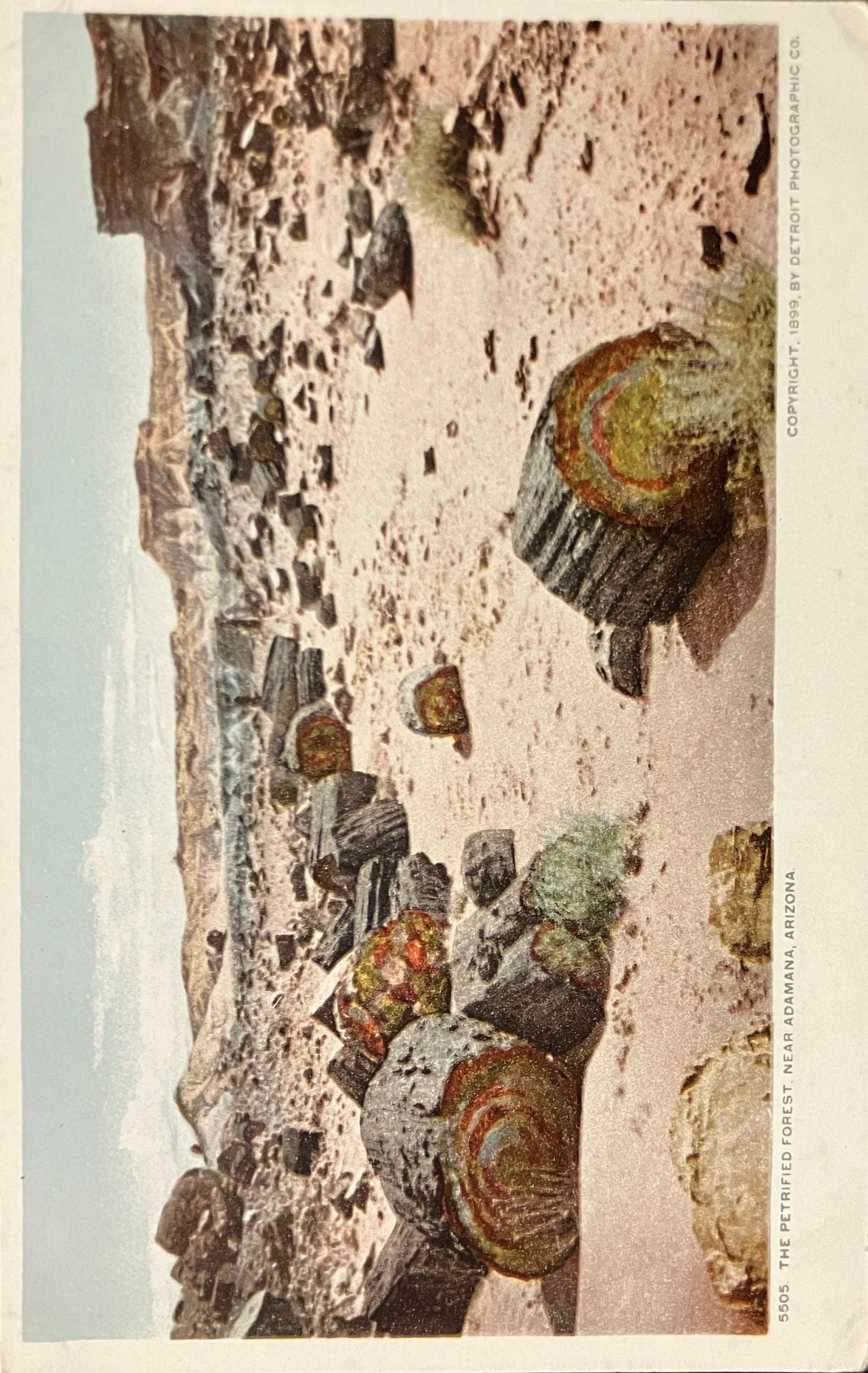 The Petrified Forest - Near Adamana, Arizona - Copyright, 1899, by Detroit Photographic Co. - Vintage Postcard