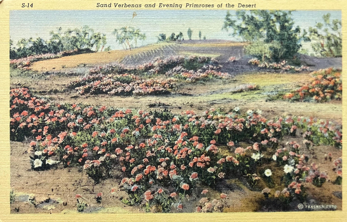 Sand Verbenas - Evening Primroses of the Desert - Copyright Frasher Foto - Arizona - 1940s Linen Postcard