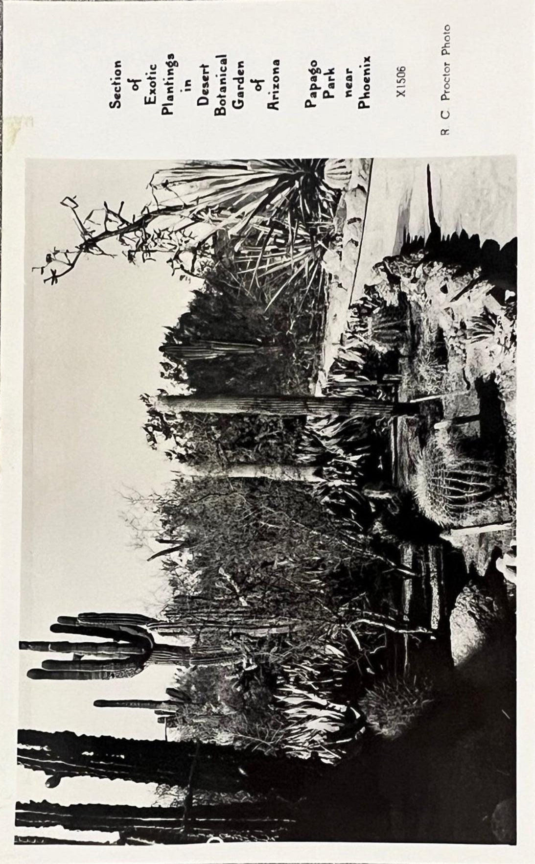 Section of Exotic Plantings - Desert Botanical Garden of Arizona - Papago Park - Phoenix - R. C. Proctor Photo