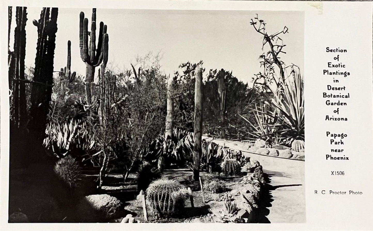 Section of Exotic Plantings - Desert Botanical Garden of Arizona - Papago Park - Phoenix - R. C. Proctor Photo