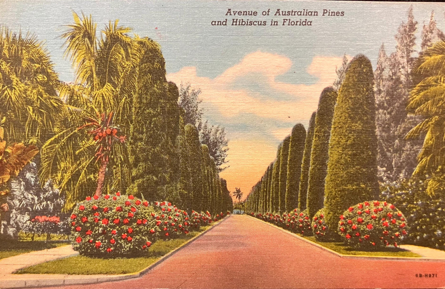 Avenue of Australian Pines and Hibiscus in Florida - Linen Postcard