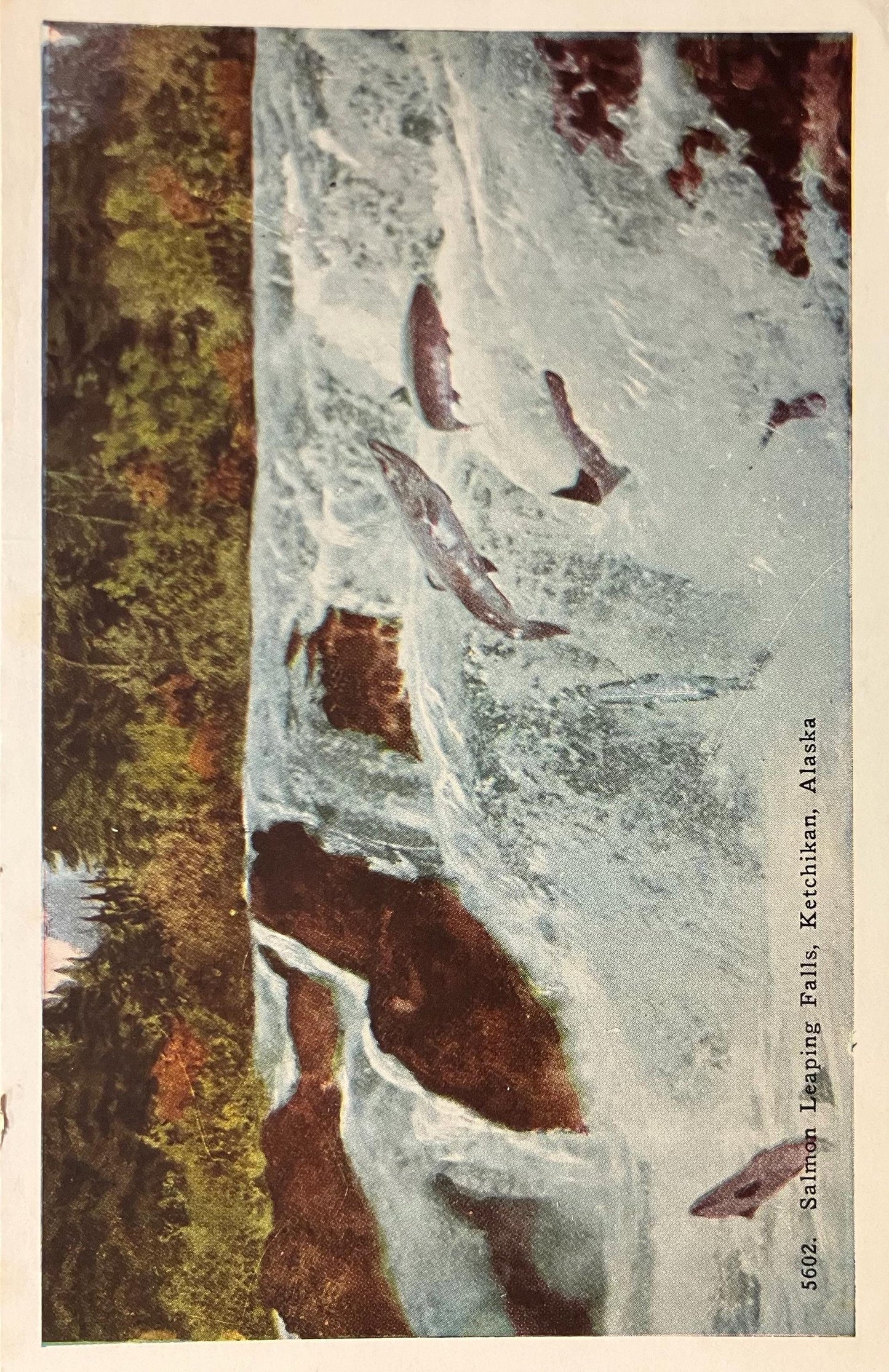 Salmon Leaping Falls - Ketchikan, Alaska - Vintage Postcard