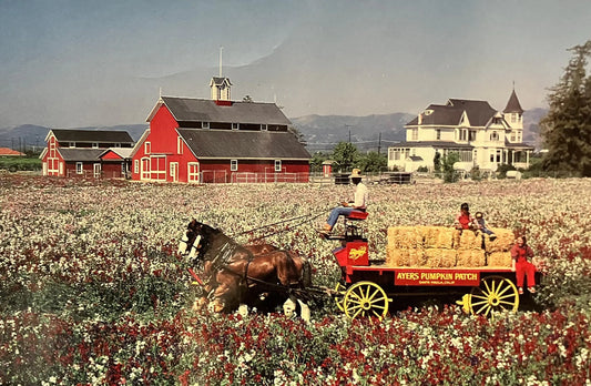 Clydesdales at Ayer’s Pumpkin Patch on Faulkner Farm in Santa Paula, California - Photo by Navarro Design - Vintage Farm Postcard