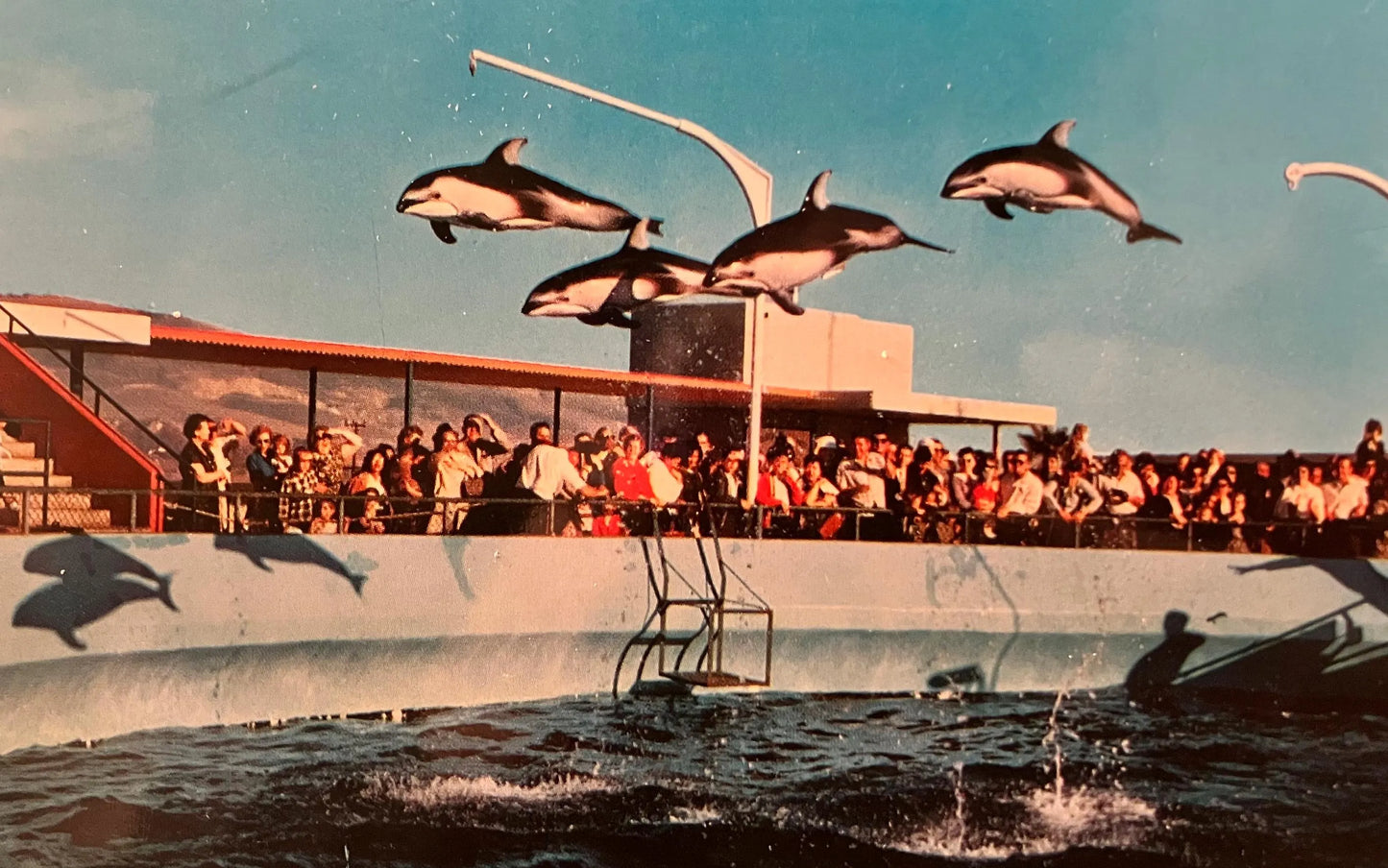 High-Flying Dolphins at Marineland of the Pacific, California - Photo by Geo E. Watson - Vintage Marine Life Postcard